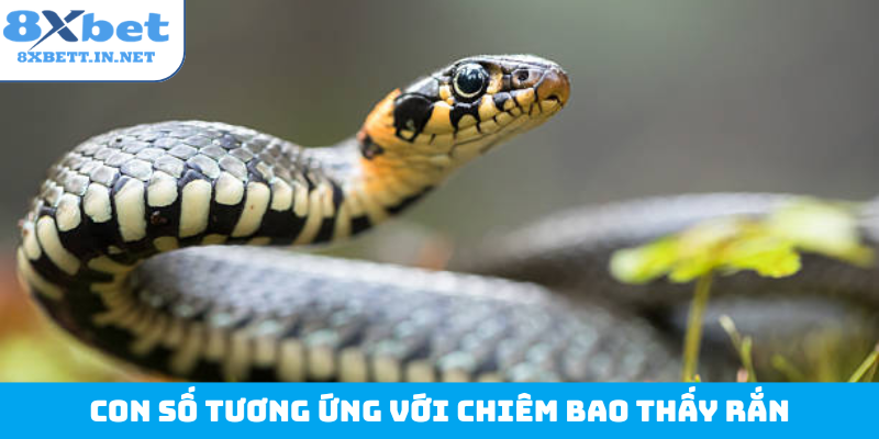 Con số tương ứng với chiêm bao thấy rắn